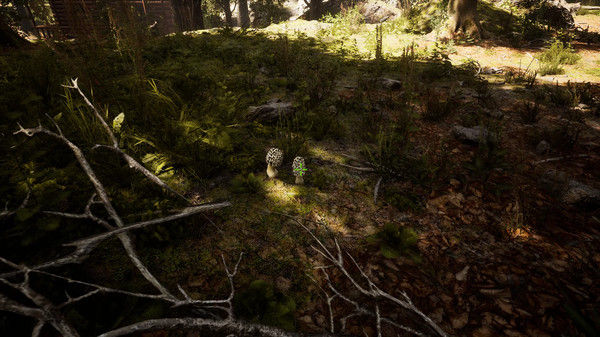 羊肚菌：狩猎/Morels: The Hunt 截图