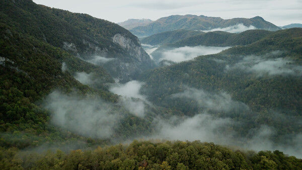 无言之林 Wordless Forest 截图