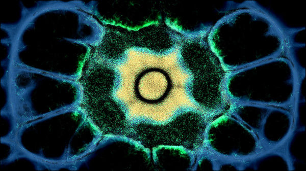 PHYSARUM: Slime Mold Simulator 截图